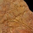 Silurian Fossil Crinoid (Scyphocrinites) Plate - Morocco #118543-1